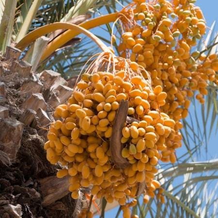 Sucres de fruits